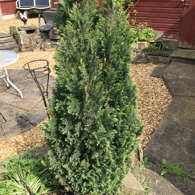 Plant image Chamaecyparis lawsoniana 'Ellwood's Empire'