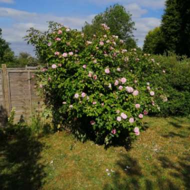 Andy's garden