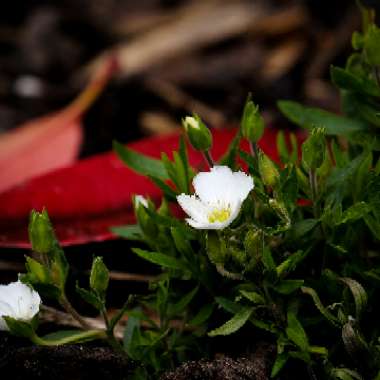 Arenaria montana 'Avalanche'