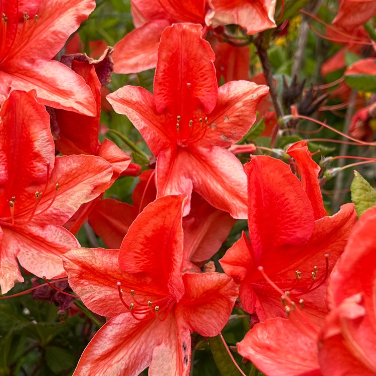Plant image Rhododendron 'Goldflamme'