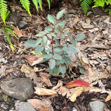 Rosa glauca syn. Rosa rubrifolia, Rosa ferruginea