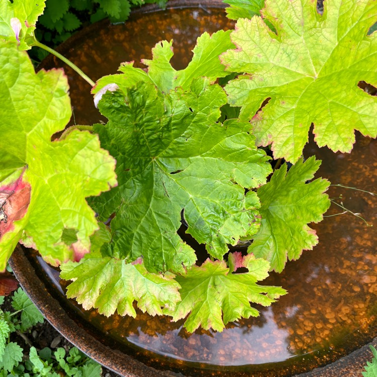 plant image 1684013