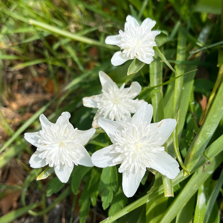 plant image 1708450