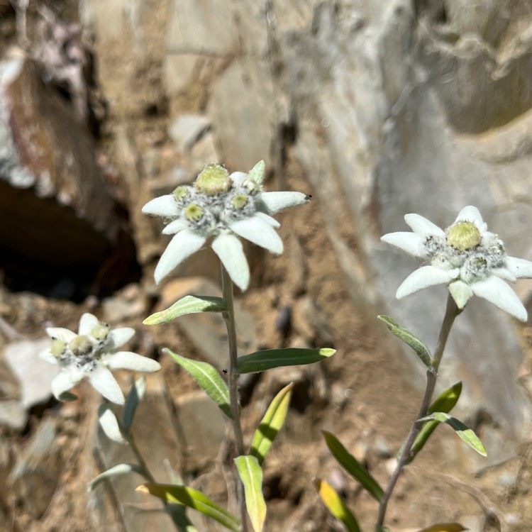 Plant image Leontopodium alpinum