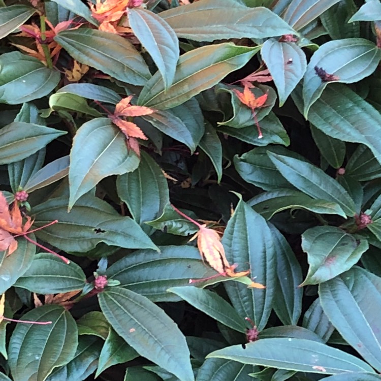 Plant image Viburnum davidii