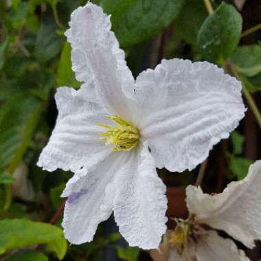 Andy's garden