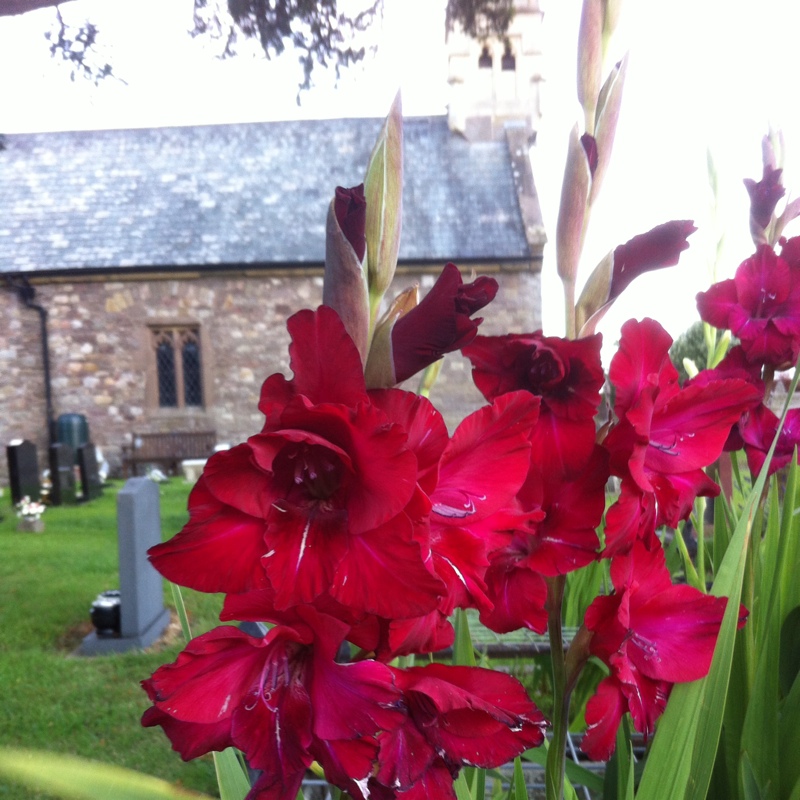 Plant image Gladiolus communis subsp. byzantinus