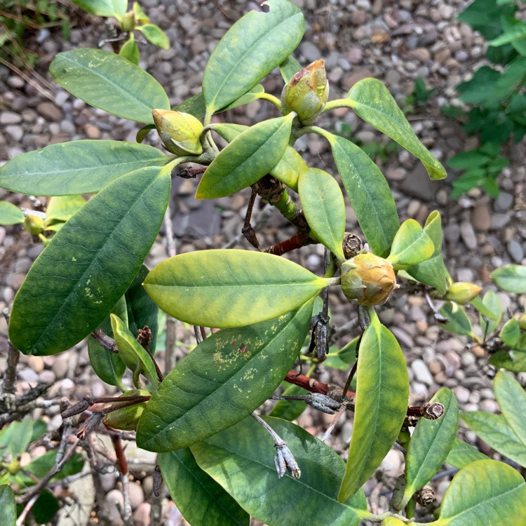 plant image 1007791
