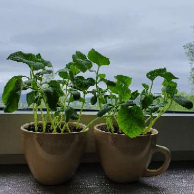 Cucumis Melo var. Inodorus