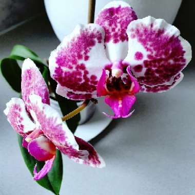 Phalaenopsis