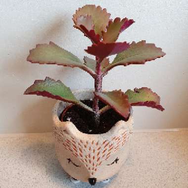 Kalanchoe 'Sexangularis'