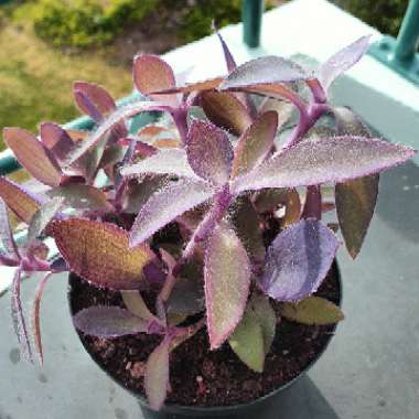 Tradescantia pallida