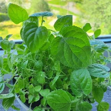 Physalis peruviana