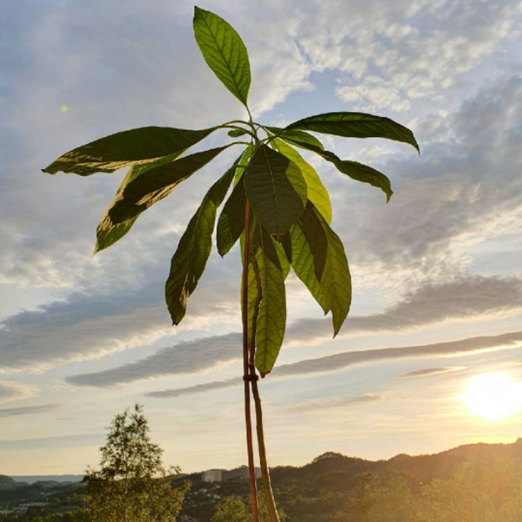 Plant image Persea americana  syn. Persea gratissima