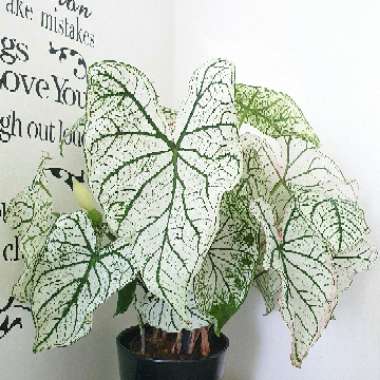 Caladium 'White Christmas'
