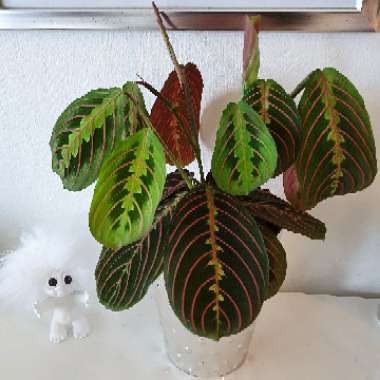 Maranta leuconeura 'Fascinator Tricolour'