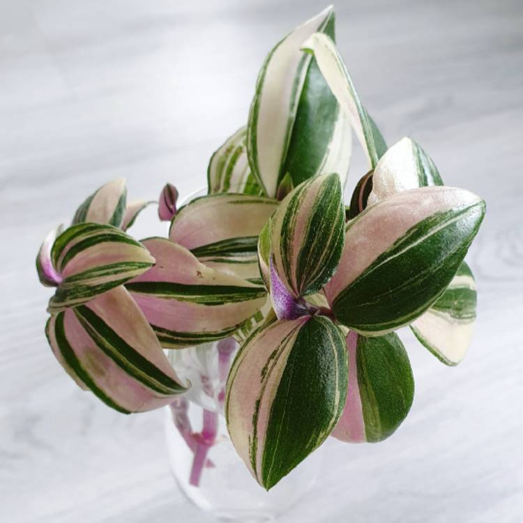 plant image 1397429