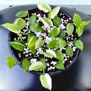 Tradescantia fluminensis 'Variegata'