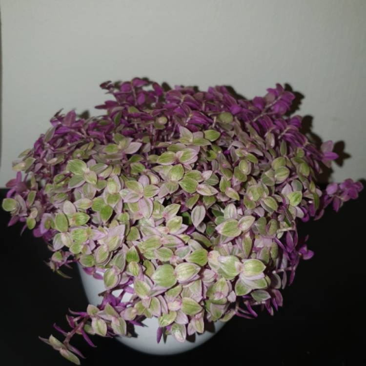 Plant image Callisia repens 'Rosata'