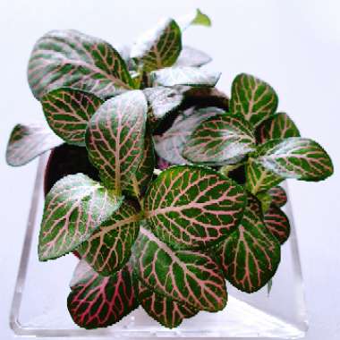 Fittonia argyroneura syn. Fittonia verschaffeltii