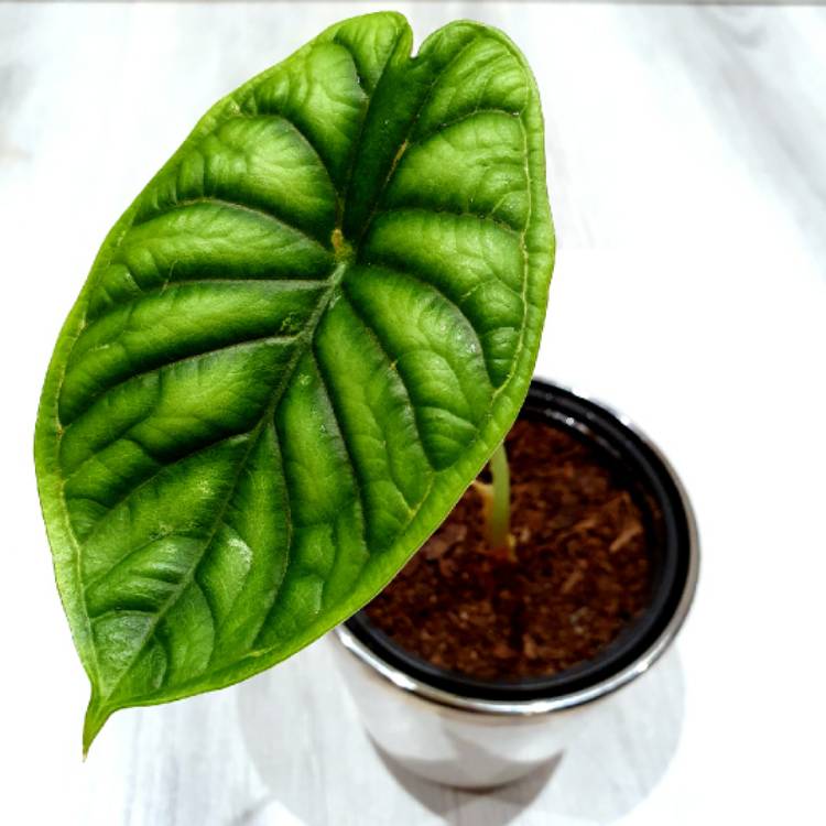 Plant image Alocasia baginda 'Dragon Scale'