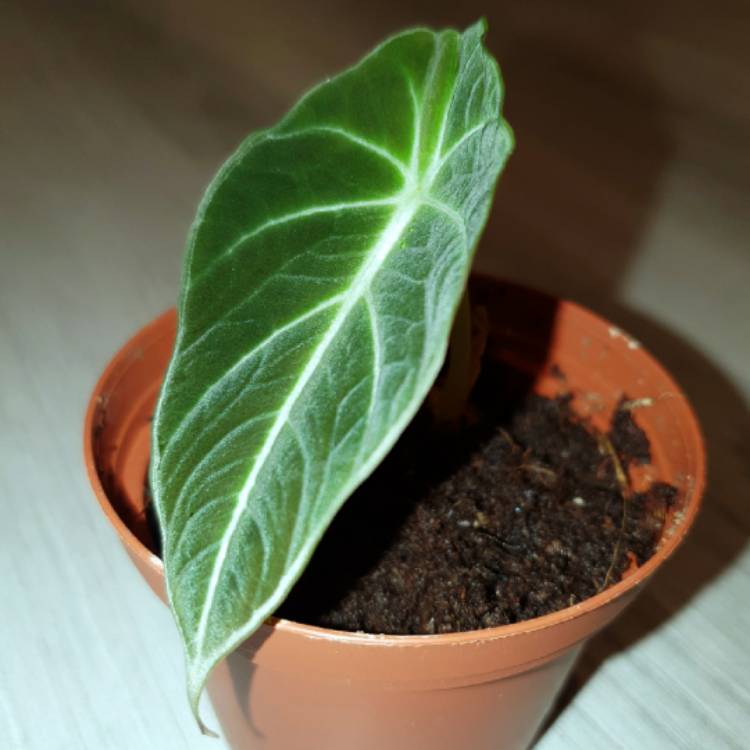 Plant image Alocasia 'Black Velvet'