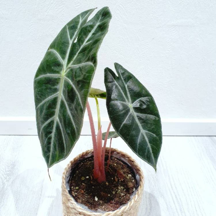 plant image 1414557