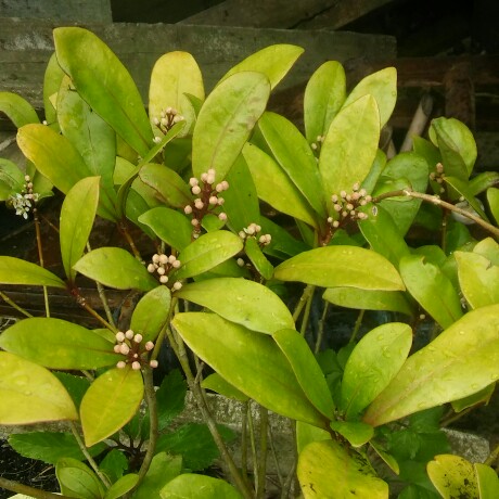 Angela's garden