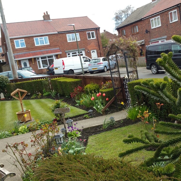 Angela's garden