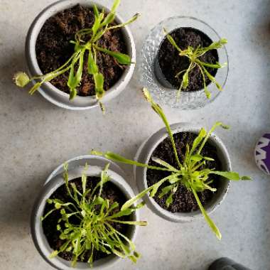 Venus Fly Trap
