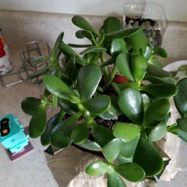 Jade Plant
