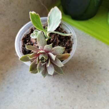 Succulent