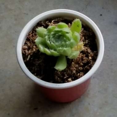 Succulent