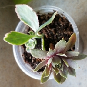 Succulent