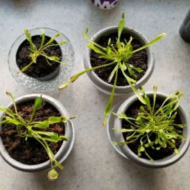 Venus Fly Trap