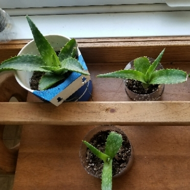 Aloe Vera