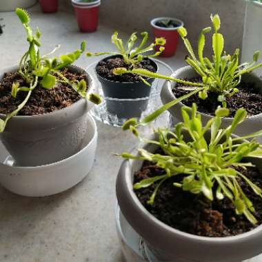 Venus Fly Trap