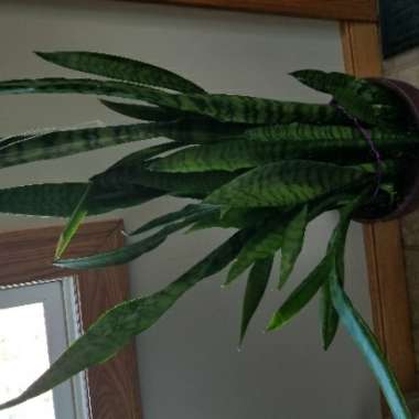 Snake Plant