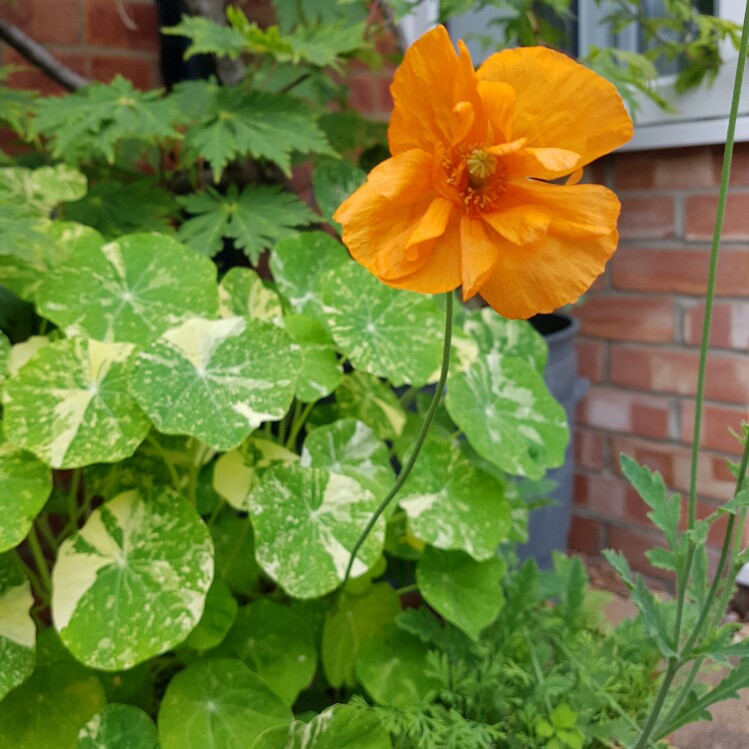 Welsh Poppy