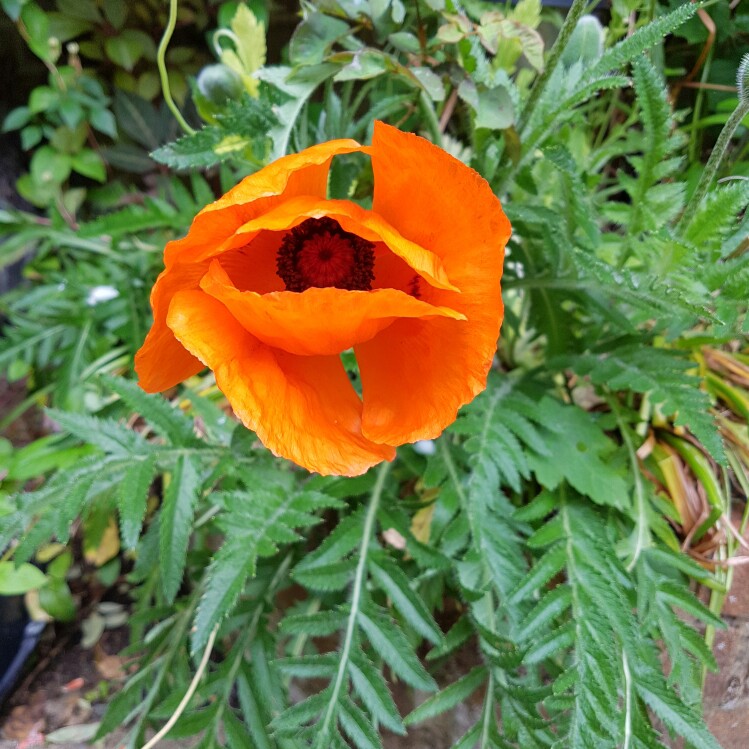 Flanders Poppy