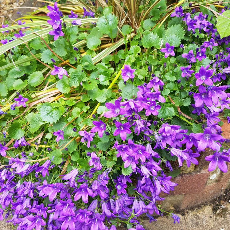 Angeline's garden