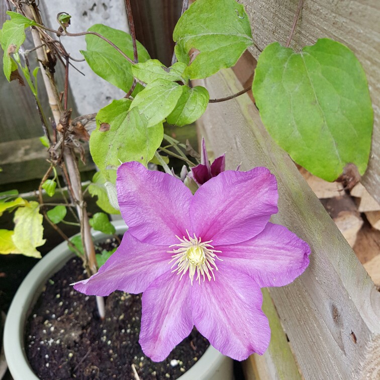 Clematis (Pruning Group 2 - Large Flowering Cultivars)