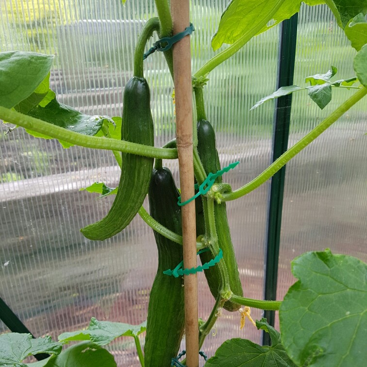 Cucumber