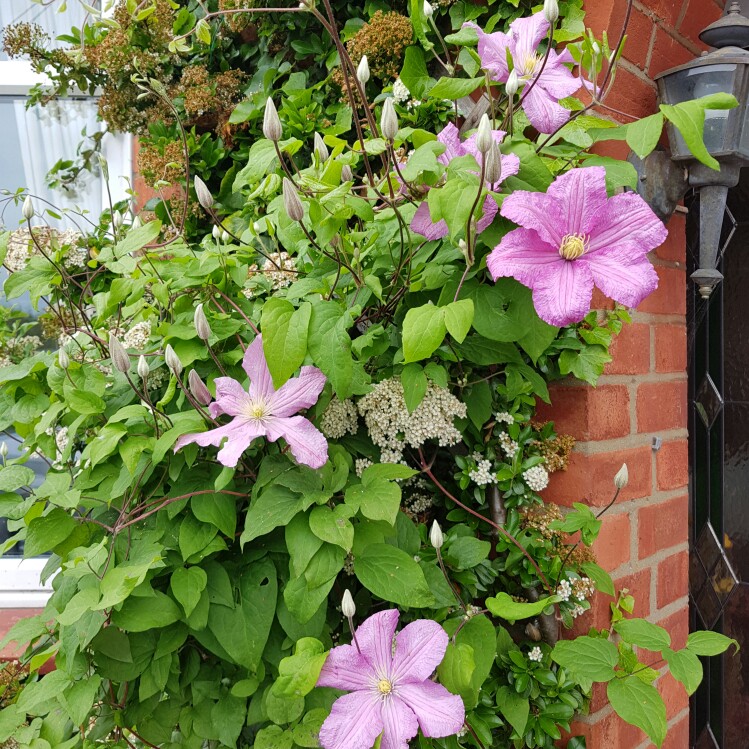Clematis (Pruning Group 2 - Large Flowering Cultivars)