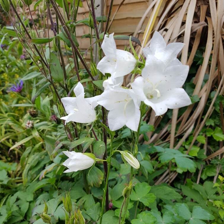 Angeline's garden