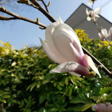 Magnolia