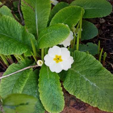 Primrose