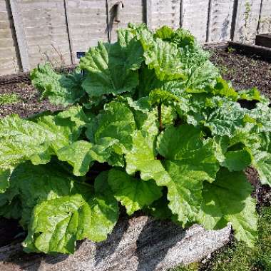 Rhubarb