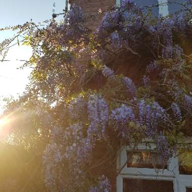 Japanese Wisteria