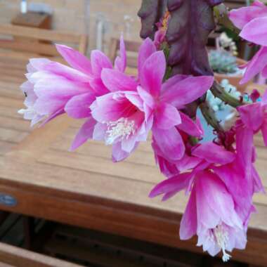 Orchid Cactus